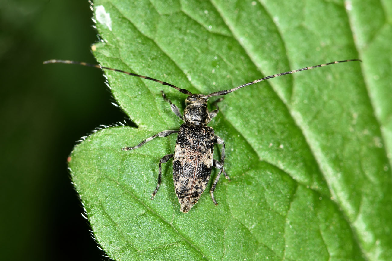 Cerambycidae: Leiopus sp.?  S !